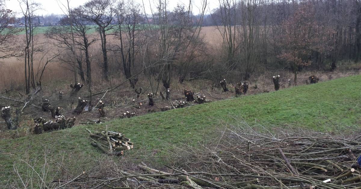 Natuurwerkers welkom voor wilgen knotten en planten in Acquoy - De Gelderlander