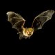 Ons kunstlicht ontregelt de biologische klok van dieren. Wat voor kans hebben vleermuizen dan nog?
