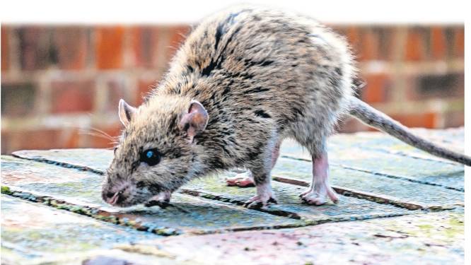 Rat rukt op in de regio en het wordt de komende jaren nóg erger: dit kun je er nog tegen doen