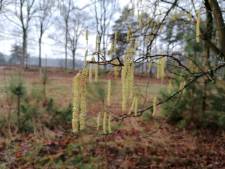 Dassen zijn in Twente al bovengronds gespot, een teken dat natuur van slag is