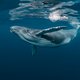 Het wonder van de walvis in de Noordzee