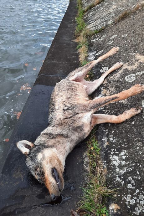 Un loup noyé repêché du canal Albert