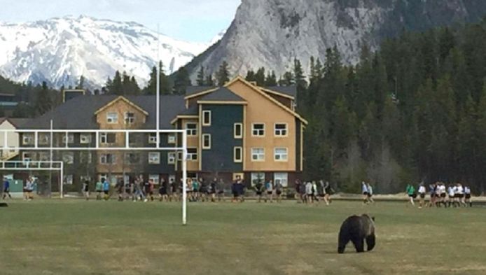Op 9 mei liep Beer 148 een rugbyveld op tijdens de training van het meisjesteam. Coach Lee Garrett maakte de foto.