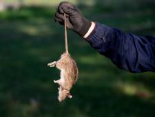 Rattenoverlast in Deventer houdt aan