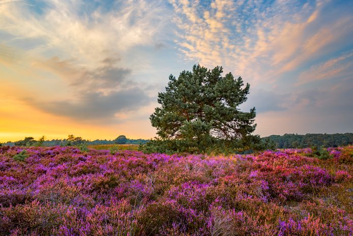 To help nature, such as vulnerable heathland, WWF wants to tackle nitrogen precipitation, desiccation and fragmentation of habitats.