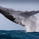 Krijgen de oceanen eindelijk bescherming? Na 17 jaar onderhandelen is een akkoord nu dichtbij