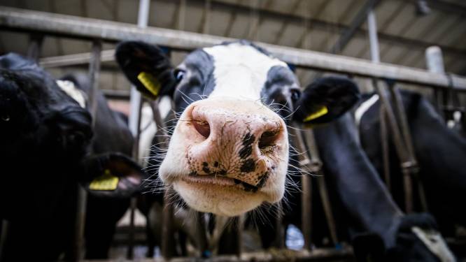 CBS: evenveel melkkoeien in veehouderij, ‘varkensstapel’ wel geslonken