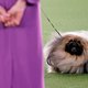 Pekinees Wasabi uitgeroepen tot de mooiste rashond van de VS