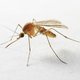 Insectenspeeksel helpt in strijd tegen virusziektes