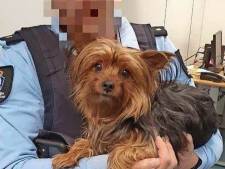 Passagier dumpt hond in prullenbak op Schiphol omdat die hotel niet in mag