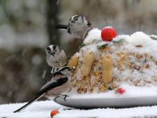 Zeeland, opgelet: dit weekeind gaan we weer vogels tellen. Maar is het nou een heggenmus of een huismus? 