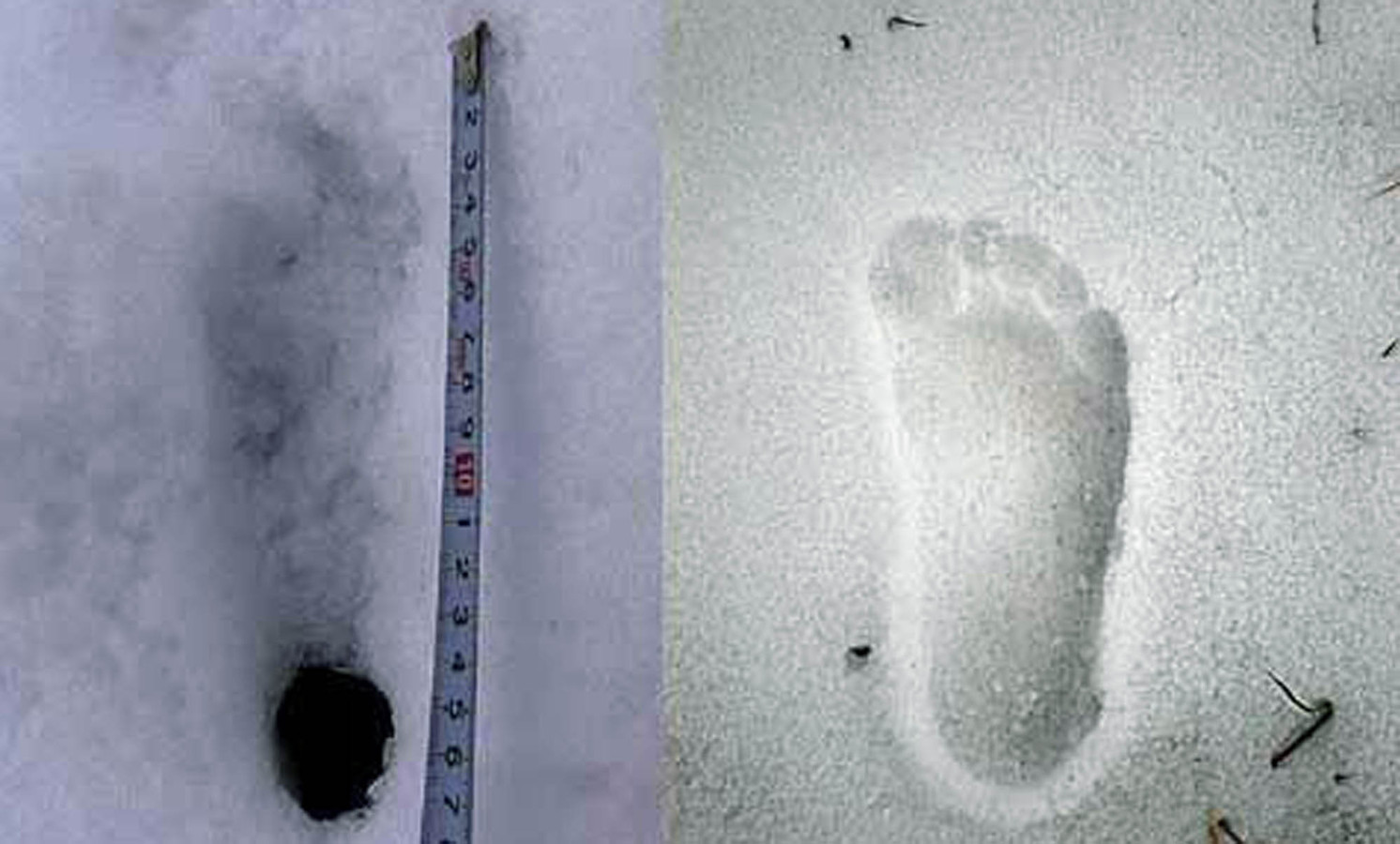 Verschrikkelijke sneeuwman is gewoon een beer… of toch? Foto ed.nl