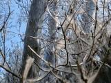 Ingepakte bomen langs uiterwaarden: 'Dit is extreem!'