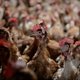 Vogelgriep op kalkoenbedrijf in Brabant vastgesteld