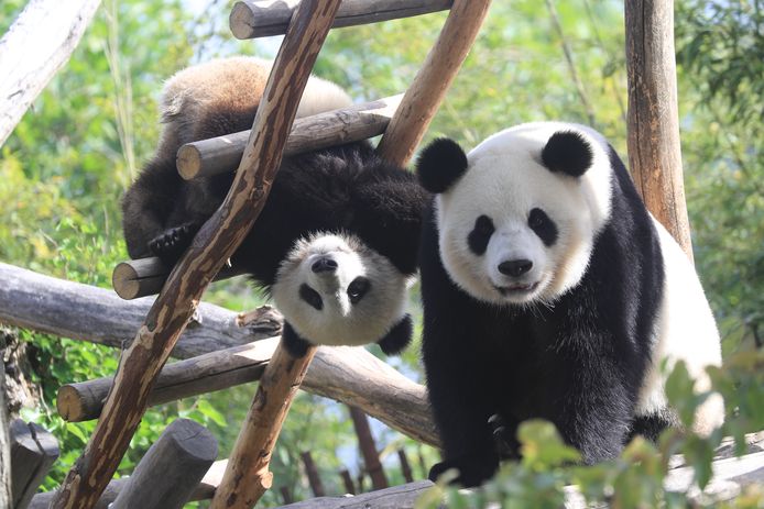 Panda's Tian Bao & Hao Hao