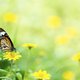 Gelukkig: er zijn weer meer vlinders in ons land