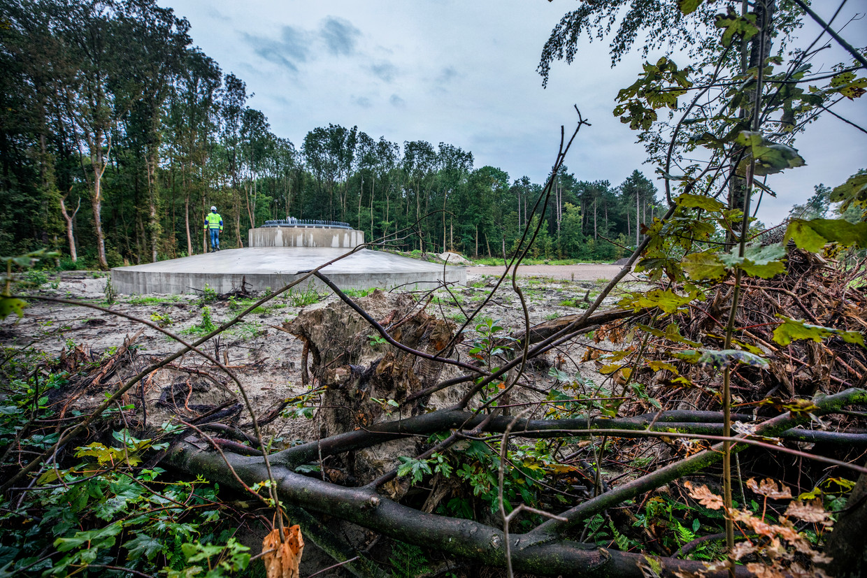 In het Noord-Hollandse Robbenoordbos is op het terrein van Staatsbosbeheer een stuk bos gekapt om plaats te maken voor de voet van een windmolen. Beeld Raymond Rutting / de Volkskrant