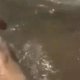 Helden redden dieren van de dood (compilatie)