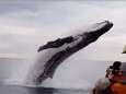 Walvis verrast toeristen met sprong vlak voor boot