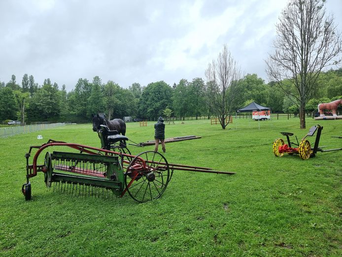 A Brabant draft horse may be taken out of the stable often to do heavy work.  That is the view of Flemish Brabant County, which has put the animals to work in various sectors in recent months.