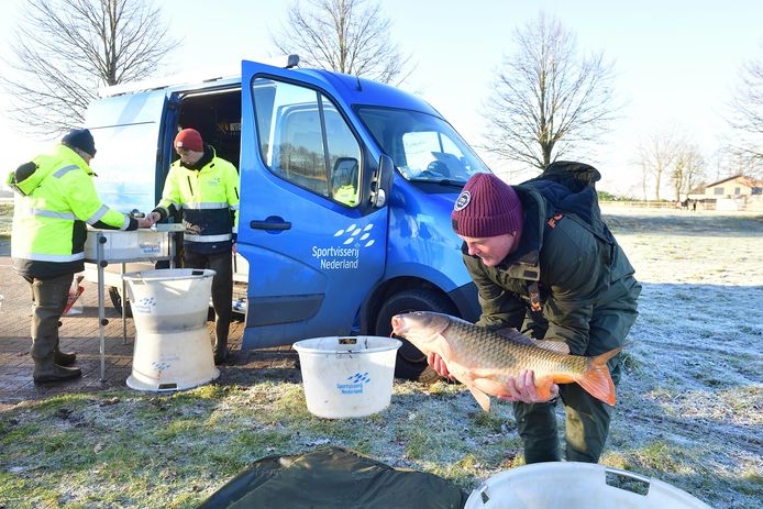 Voorzitter Johan Mathijssen van de GBV weegt een karper uit de Tolbergvijver met zijn handen. Daarna belandt het dier op de meetlat van Sportvisserij Nederland voor een visserijkundig onderzoek.