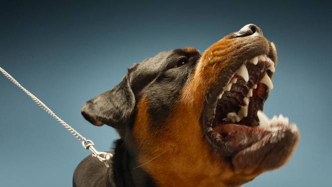 Of het meldpunt voor agressieve honden helpt: ‘Je wilt toch niet dat je hond bijt?’