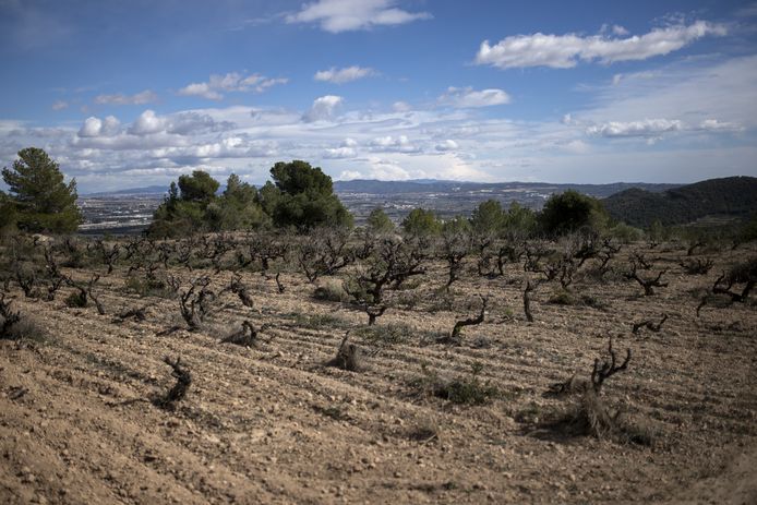 Een uitgedroogde wijngaard in de Catalaanse wijnstreek Penedès.