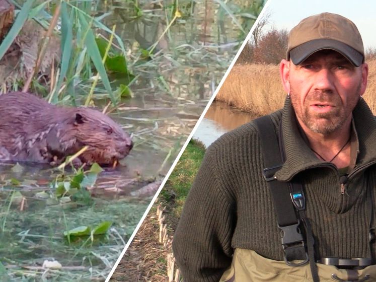 De bever, een prachtig dier, maar is het een vloek of een zegen voor het landschap?
