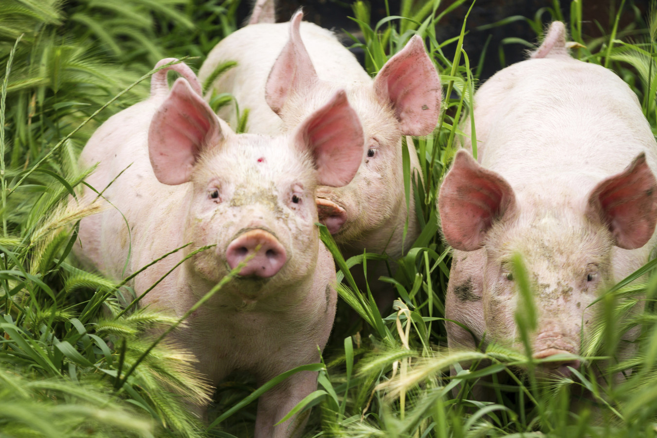 Продолжительность жизни свинки. Поросенок в поле. Три свиньи. Свинья в поле. Фото поросенка в поле.