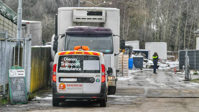 Inspectie neemt weer honden mee bij Eerselse fokker, teller staat nu op 435; nog 159 dieren blijven achter