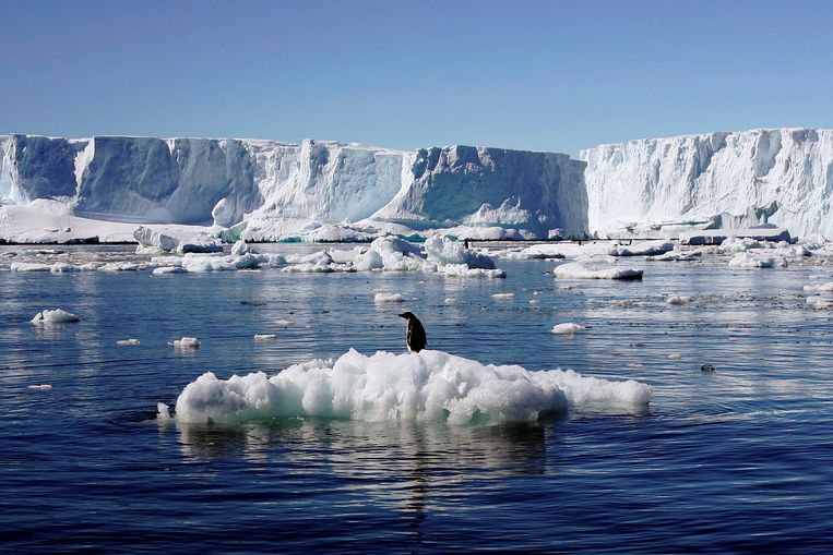 Een pinguïn op een ijsschots op Antarctica. Beeld REUTERS
