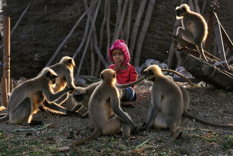 De Indische peuter Samarth Bangari tussen zijn nieuwe vrienden, de langurapen.