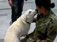 VIDEO. Amerikaanse soldaat redt hond Erby tijdens missie in Irak, een jaar later zijn ze eindelijk weer herenigd 