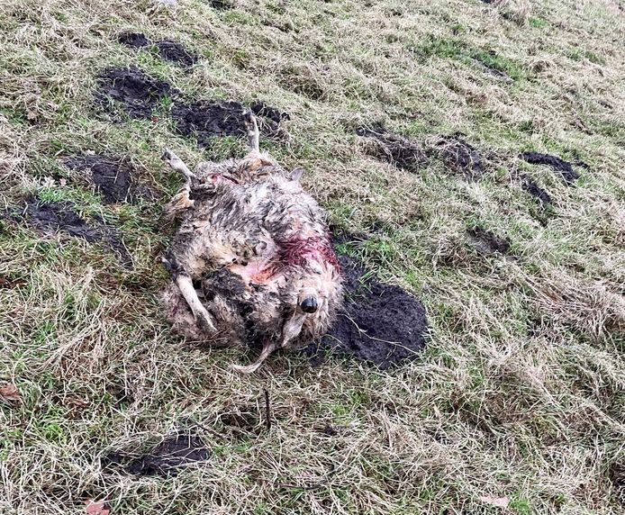 Twee schapen werden vanmorgen doodgebeten aangetroffen in Overbroek. Wellicht is dit het werk van een wolf.