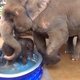 Lief: baby-olifantje gaat voor het eerst in bad