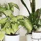 Met déze tips van een plantendokter blijven jouw planten mooi groen