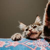 ‘U hebt de kattenkrabziekte’: hoe voorkom je dat je ziek wordt van je kat?