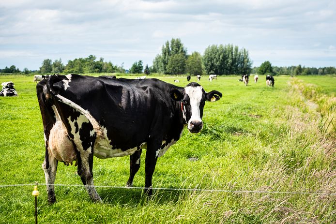 Koeien in de wei bij de rietlanden achter de Nieuwkoopse Plassen.