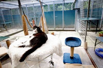 Dierentehuis De Hof van Ede na drie weken kattenziekte weer open