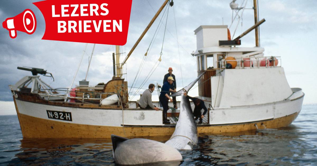 Reaksjoner på hvalfangst i Norge: «Man dreper vel ikke folk når det er så mange?»  |  Mening
