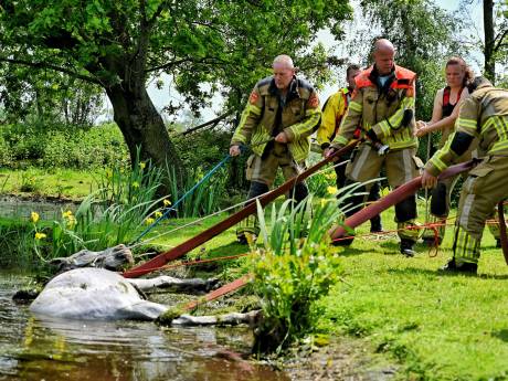Brandweerlieden redden paard uit het water in Moergestel
