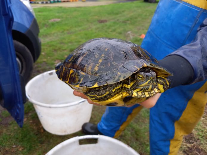 Exotische geelwangschildpad Groesbeekse vijver gevist: 'Van binnen kwijnen ze weg' | en Dal | gelderlander.nl