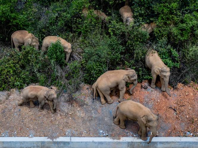 Ontsnapte olifanten laten spoor van vernieling achter in China: al bijna miljoen euro schade op tocht van 500 km