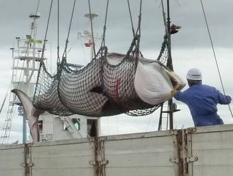 Japan vangt ondanks verbod weer 177 walvissen "voor wetenschappelijke doeleinden"