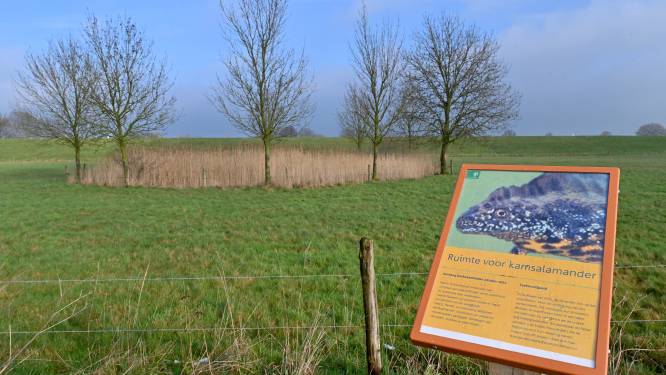 Zeldzame kamsalamander in de watten gelegd bij Oeffelt: ‘Van wandelaars heeft ie geen last’