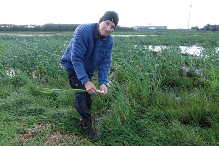 Albert van Weeren laat de eetbare steel van de lisdodde zien op het proefveld bij Nauerna, Zaanstad. Beeld Rob Buiter