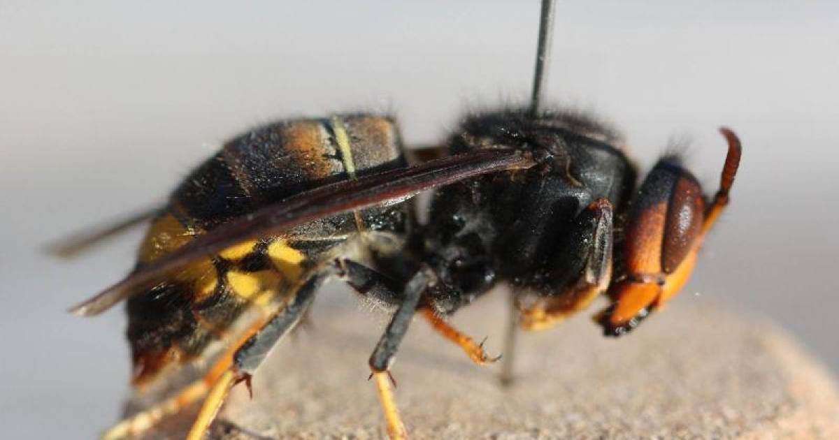 Wetenschappers Vragen Uw Hulp Meld Aanwezigheid Van Aziatische Hoornaar Dieren Hln Be