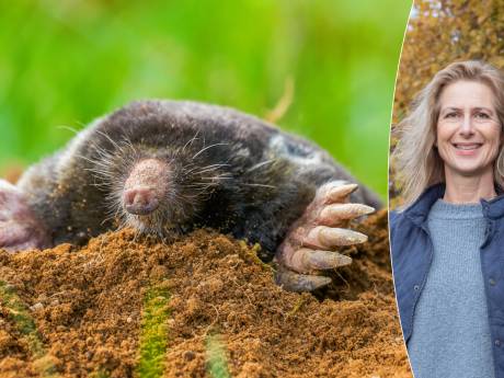 Last van mollen in je tuin? ‘Maar één manier om nooit molshopen in je gazon te hebben’