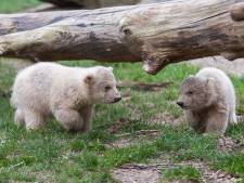 Bijzonder moment in dichte dierentuin: ijsbeertjes Ouwehands voor ’t eerst buiten