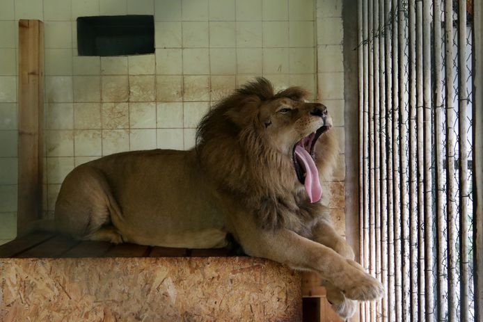 Bobby, een 10-jarige leeuw in Tirana Zoo.